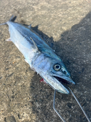 野積海岸