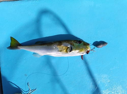 シロサバフグの釣果