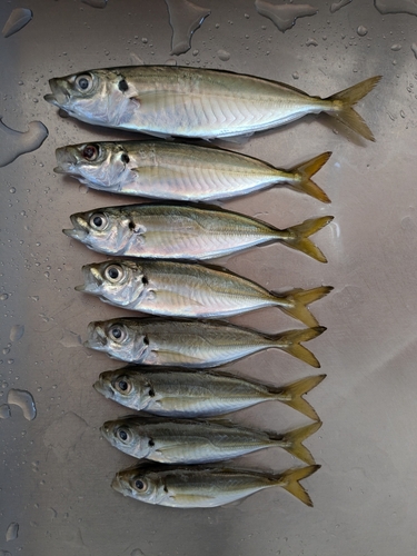 アジの釣果