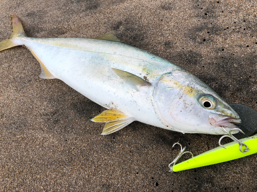 ワカシの釣果