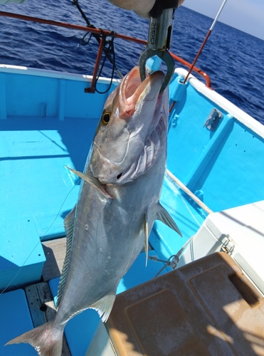 ネイリの釣果