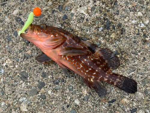 キジハタの釣果