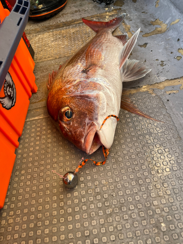 マダイの釣果