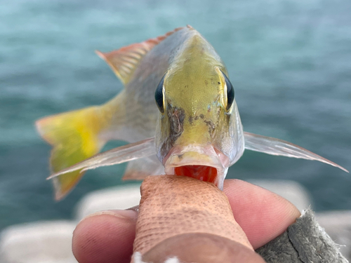 イソフエフキの釣果