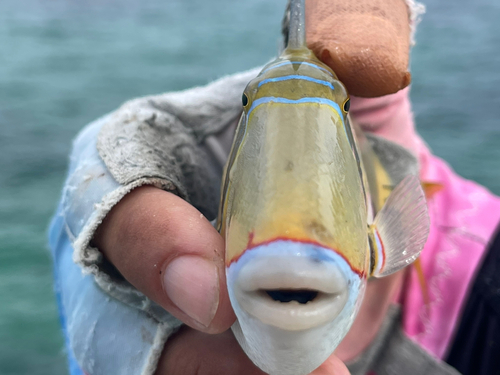 モンガラカワハギの釣果