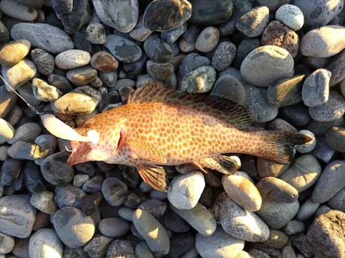 オオモンハタの釣果