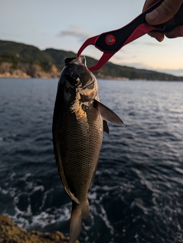 メジナの釣果