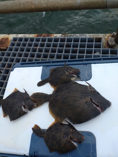 カワハギの釣果