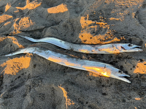 タチウオの釣果