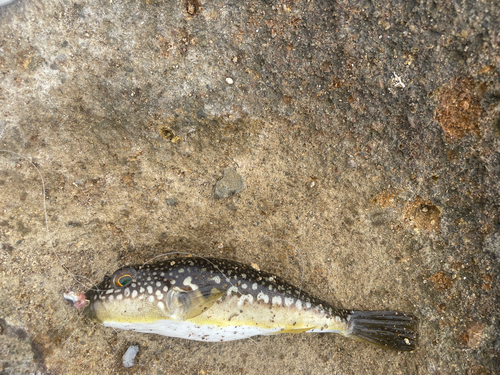 コモンフグの釣果