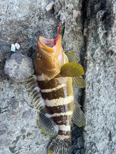 アオハタの釣果