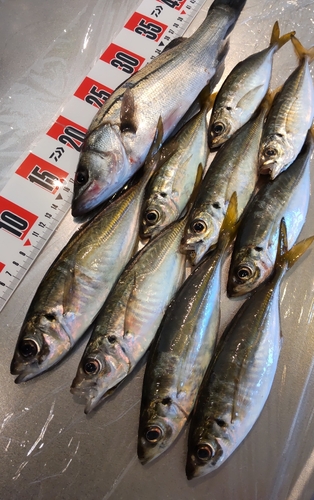 アジの釣果