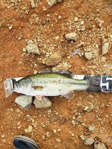 ブラックバスの釣果