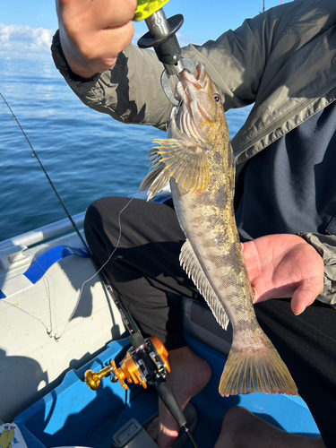 アイナメの釣果