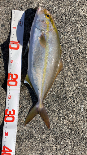 カンパチの釣果