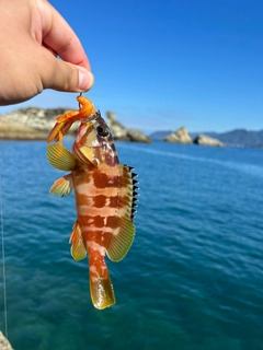 アカハタの釣果