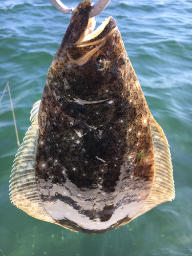 ヒラメの釣果