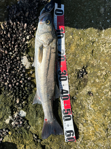 イナダの釣果