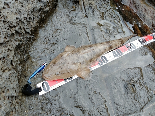 マゴチの釣果