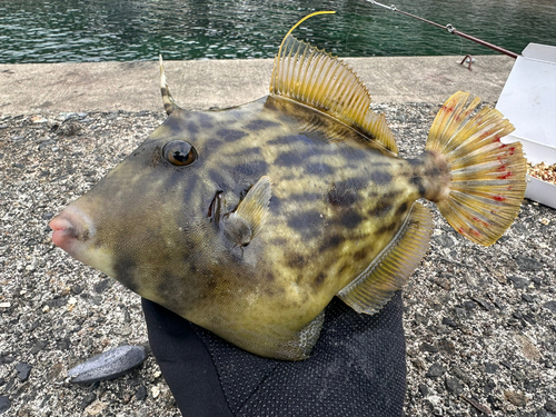 カワハギの釣果