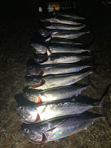 ソウダガツオの釣果