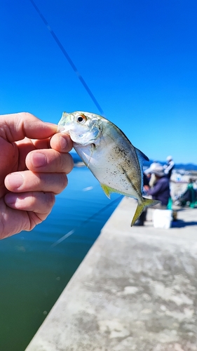 ロウニンアジの釣果