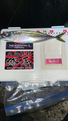 サバの釣果