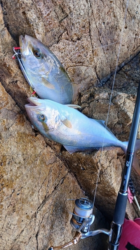 カンパチの釣果