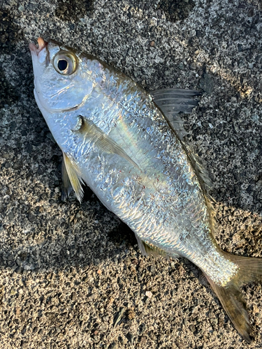 クロサギの釣果