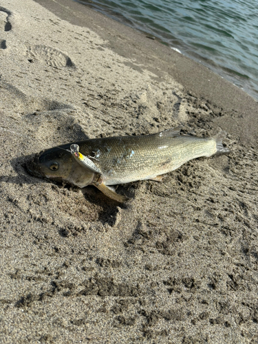 ニゴイの釣果