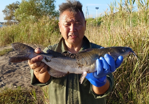 アメリカナマズの釣果