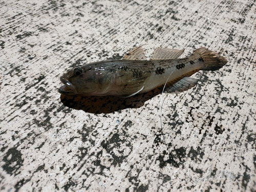 ウロハゼの釣果