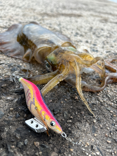 アオリイカの釣果