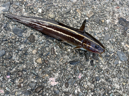 ゴンズイの釣果