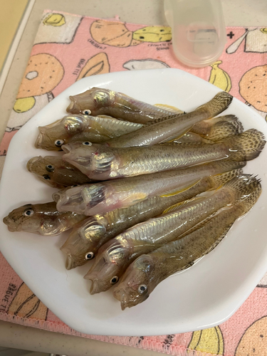 マハゼの釣果