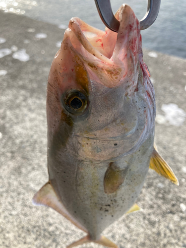 ショゴの釣果