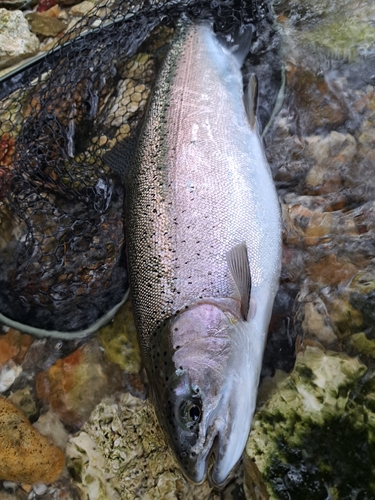 ニジマスの釣果