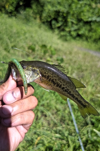 ラージマウスバスの釣果