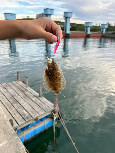 ヒラメの釣果