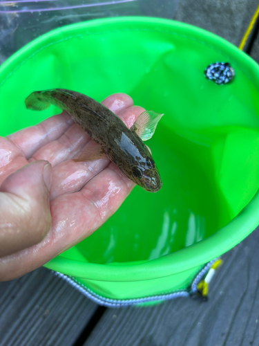 ハゼの釣果