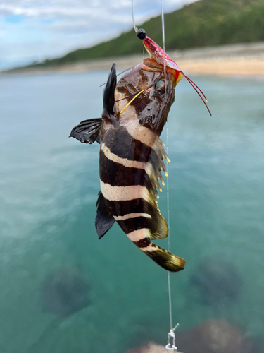 アオハタの釣果