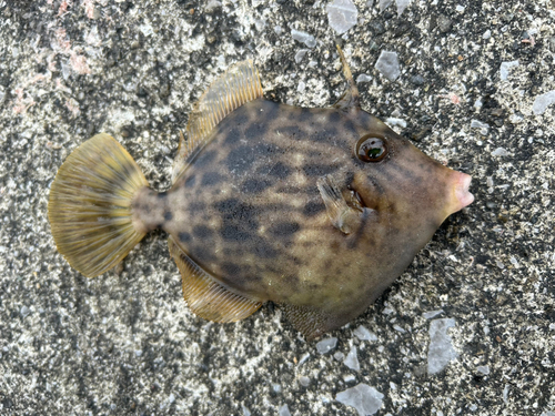 カワハギの釣果