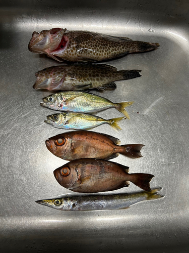 アジの釣果