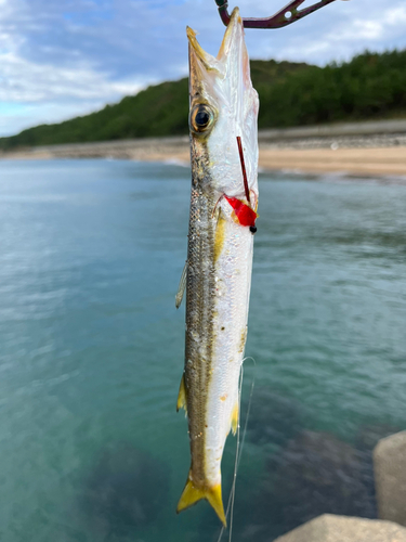 カマスの釣果