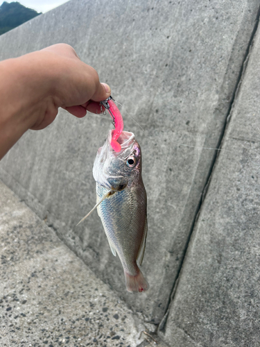 シログチの釣果