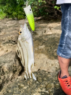 コトヒキの釣果