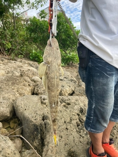 コチの釣果