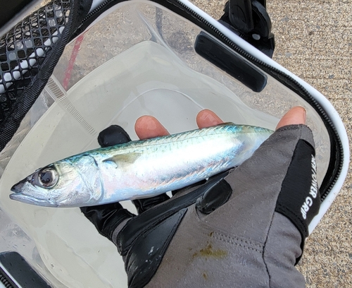 サバの釣果