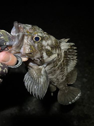 ハチガラの釣果