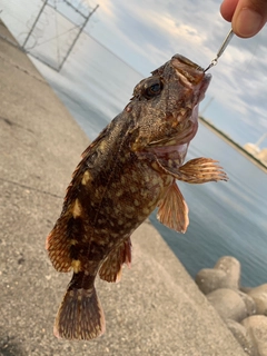 カサゴの釣果